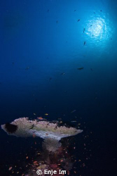 table coral & sun / Canon 450D + Tokina 10-17mm by Enje Im 